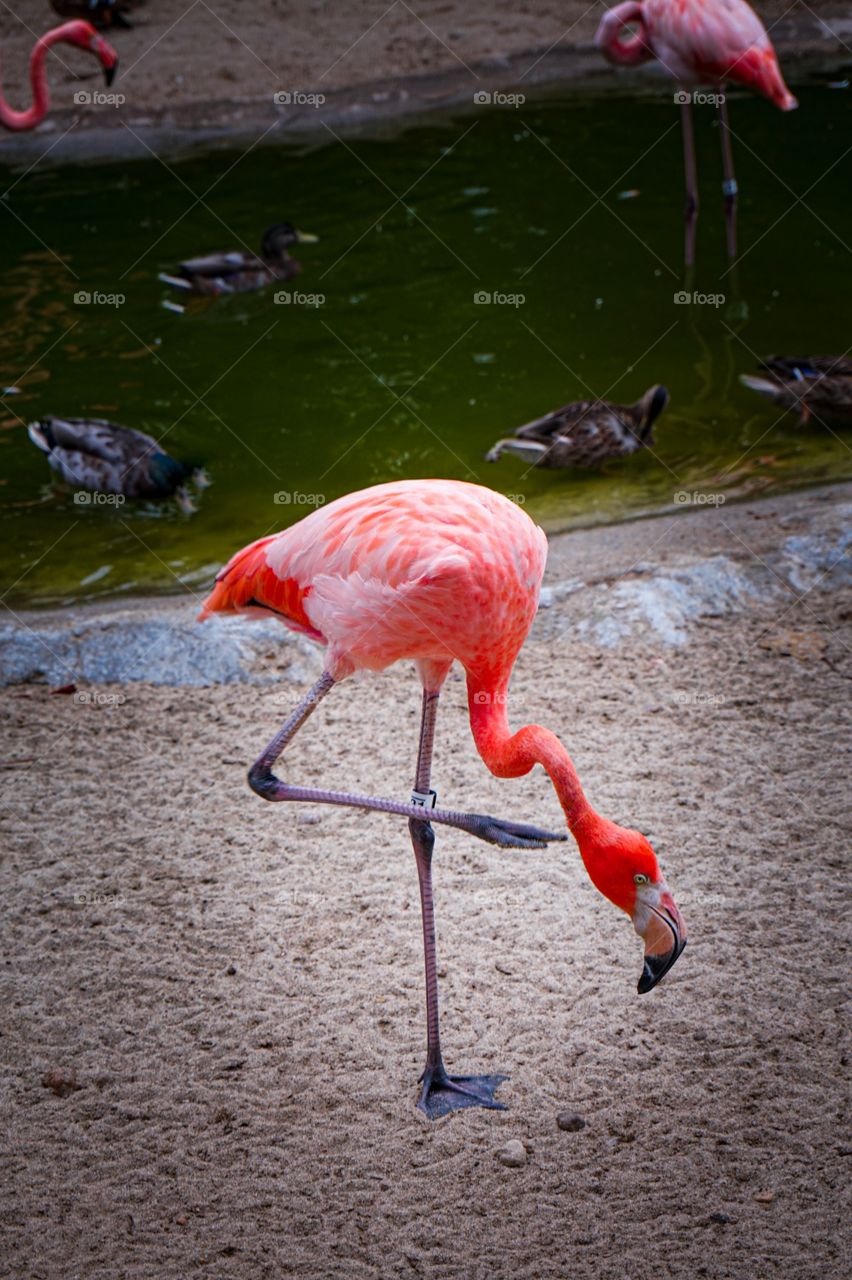 Bright pink flamingo standing on one leg at the San Diego Zoo in California. 