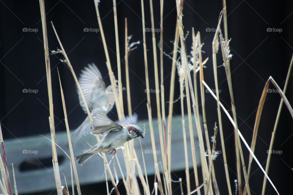 Two flying sparrows getting small twigs from reeds to build their nests