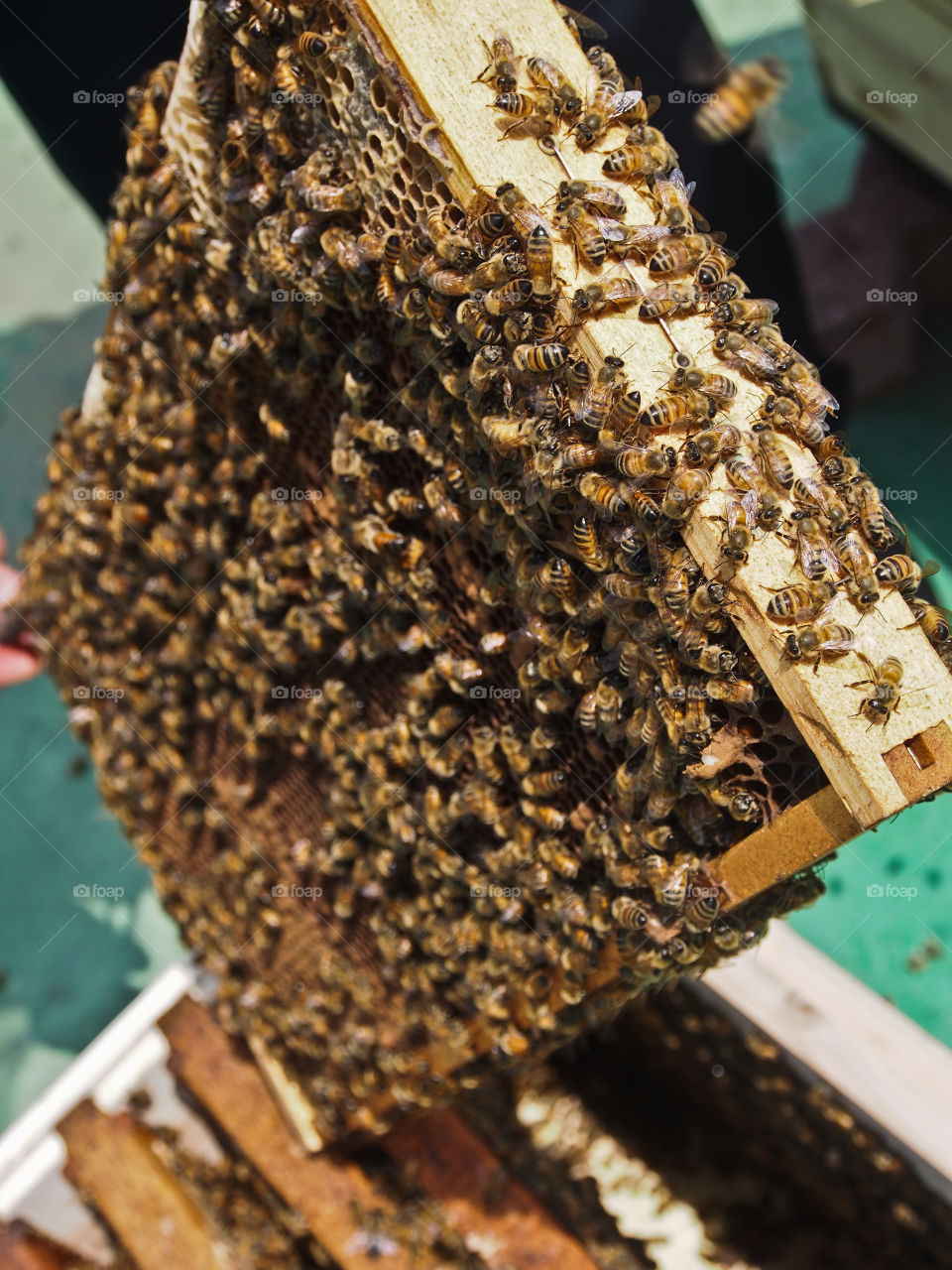 Bee hive