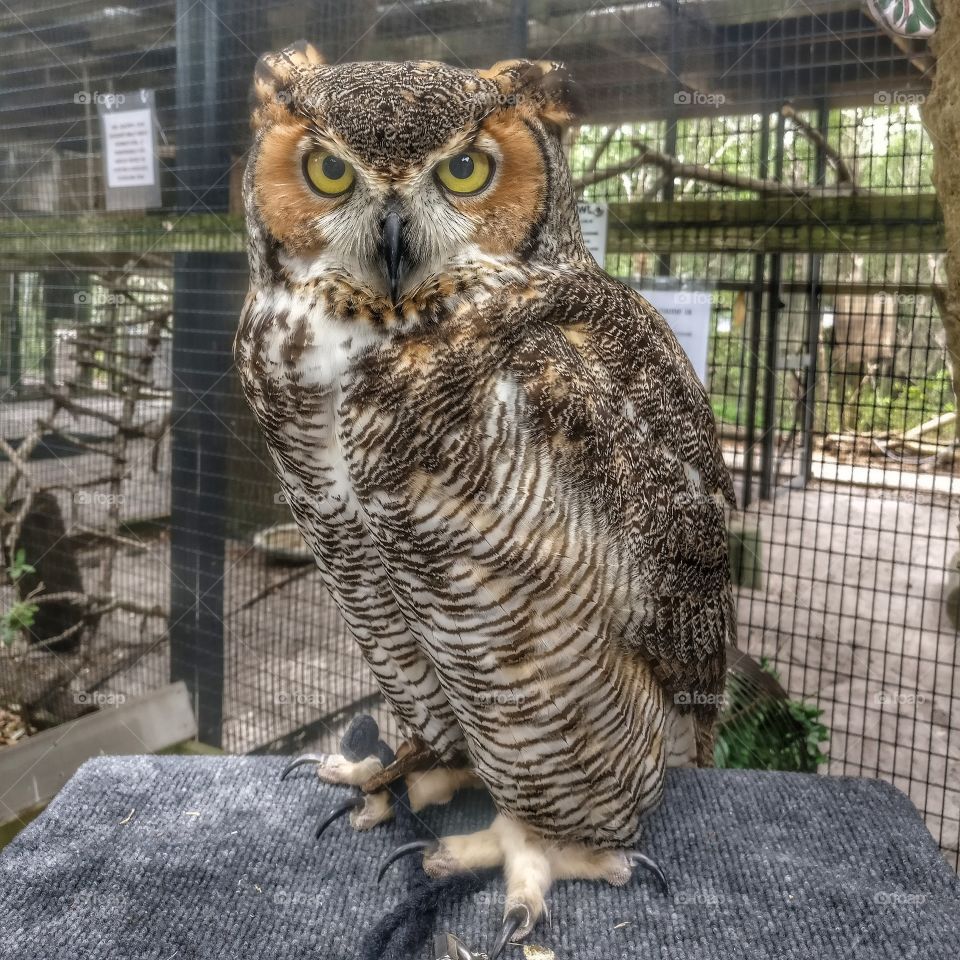 great horned owl