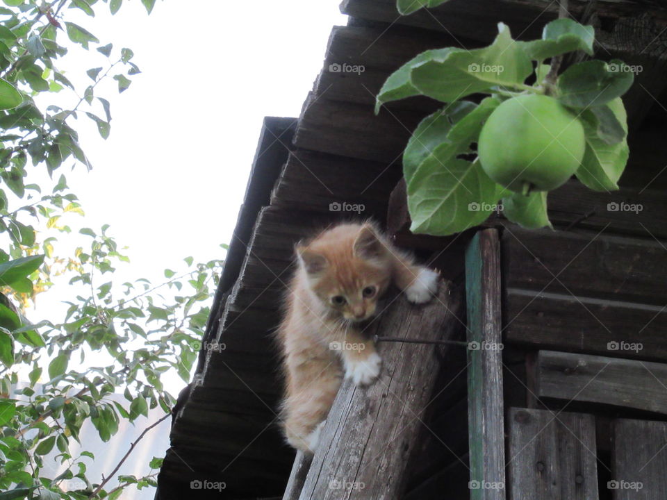 kitten in the barn
