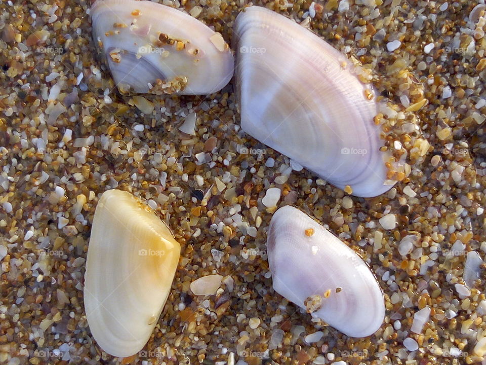 Seashell, Shellfish, Shell, Sea, Marine