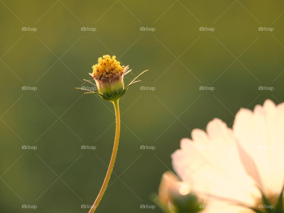 Flower of grass. Close up flower of grass during sunset
