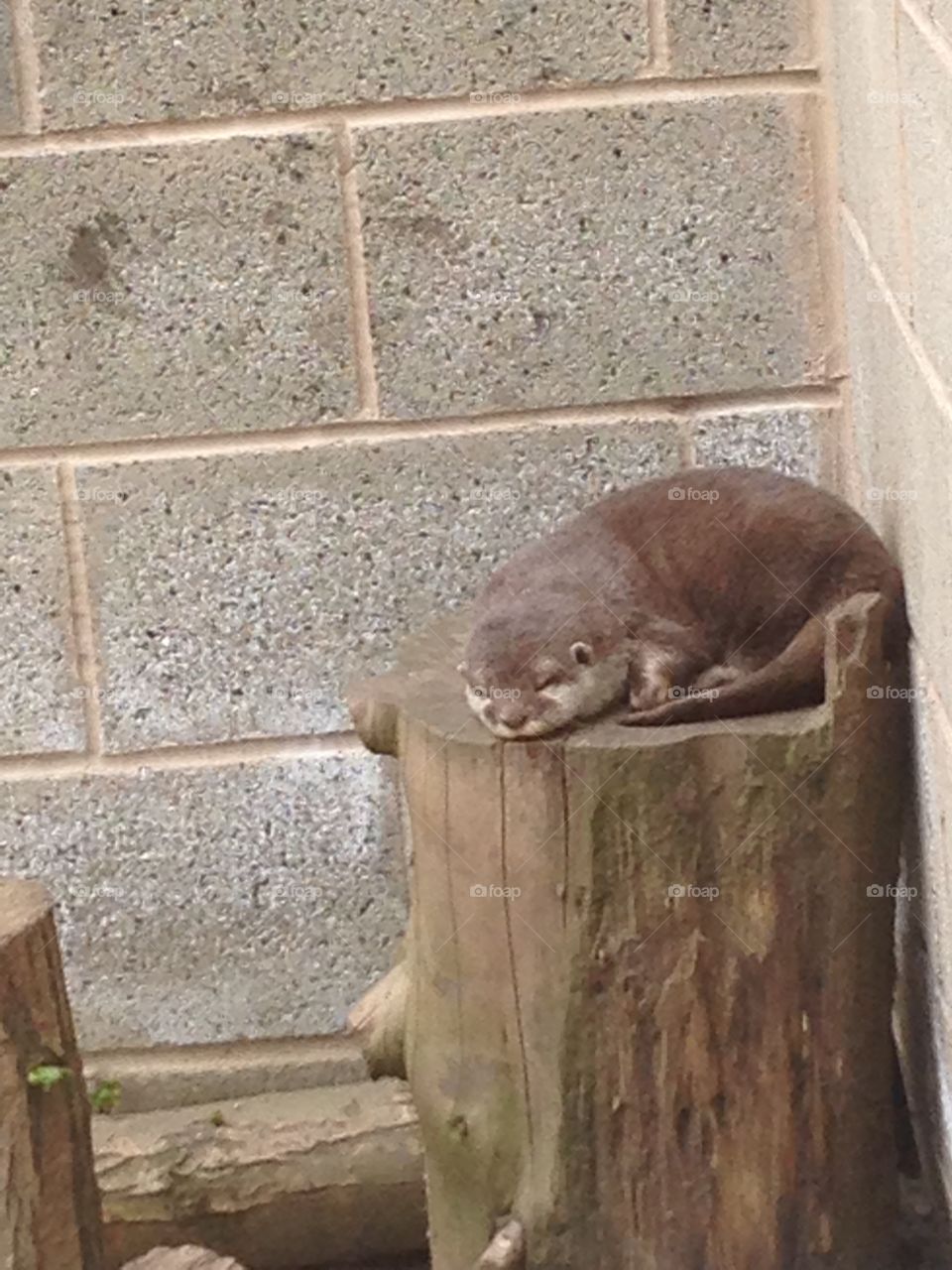 Otter