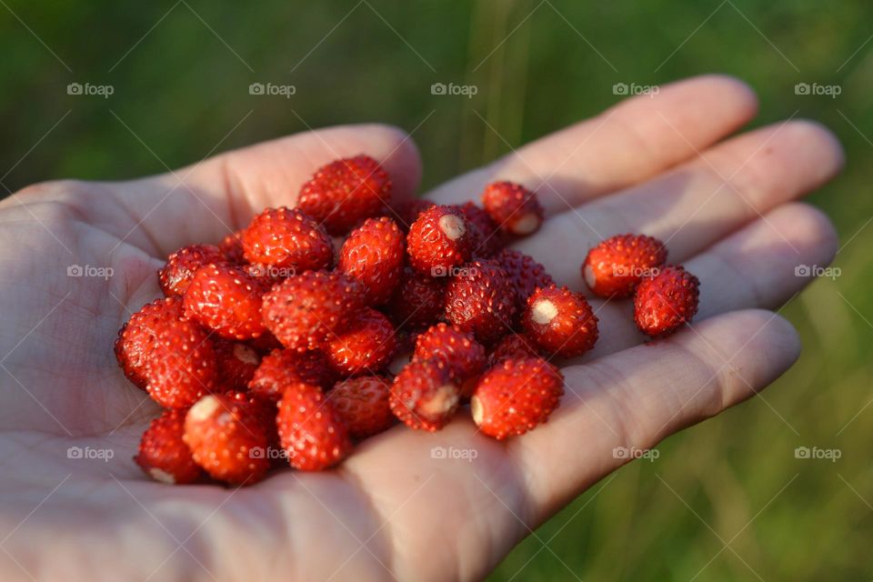 taste summer berry wild strawberries in the hand close up, love summer