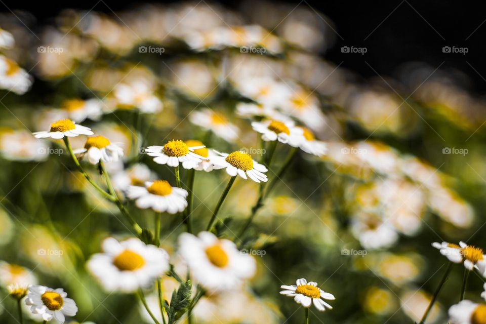 Feverfew 