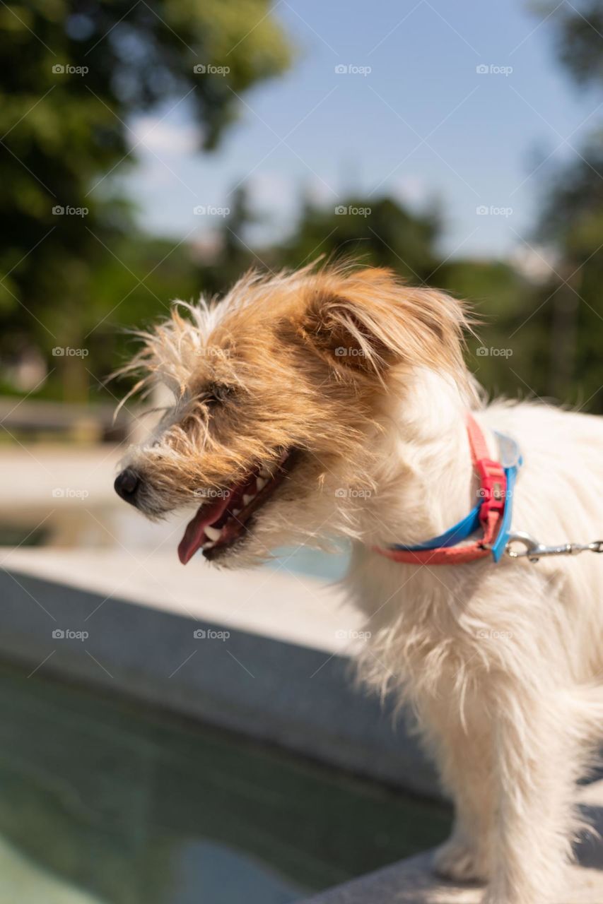 Portrait of a puppy