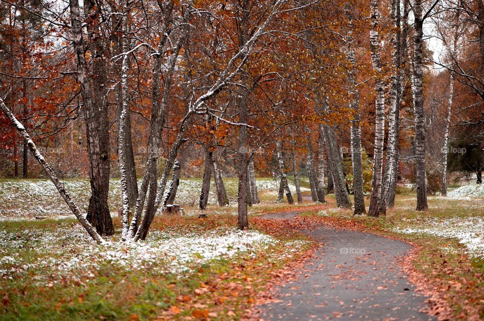 Asphalt pedestrian path in autumn with cilorful tree leaves and the first snow