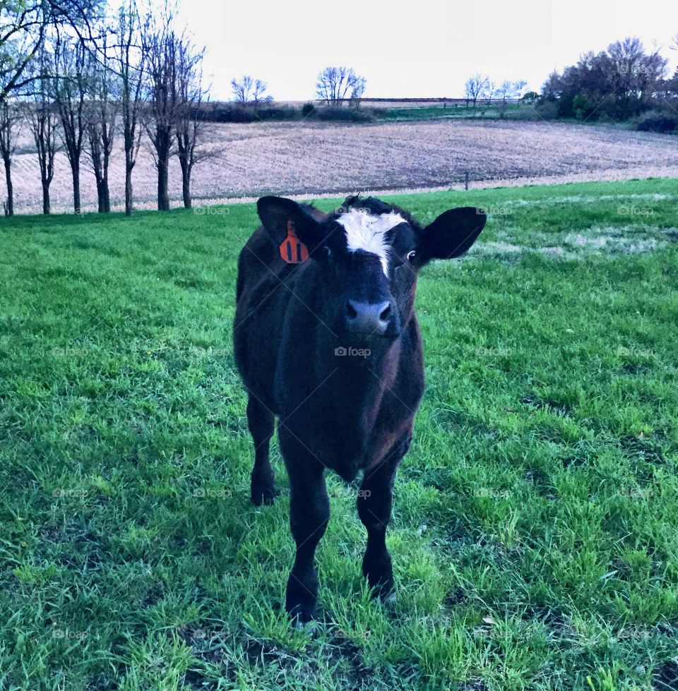 Curious Steer - young black male cow with a white blaze, standing, looking at the camera, in an empty pasture at dusk in the springtime