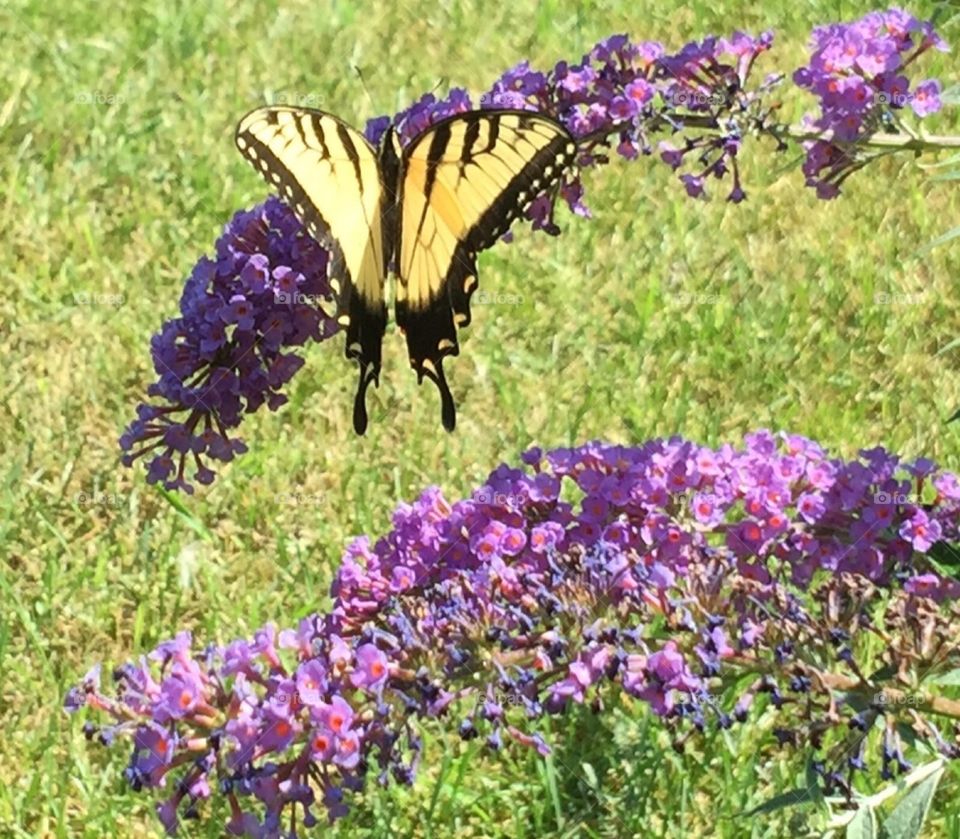 Eastern Swallowtail . Eastern Swallowtail Butterfly . Male butterfly sitting on Butterfly Bush.