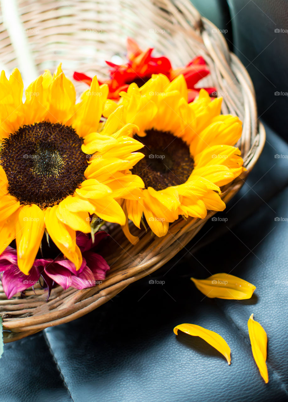 Closeup of yellow sunflowers in basket cheerful floral art photography still life 