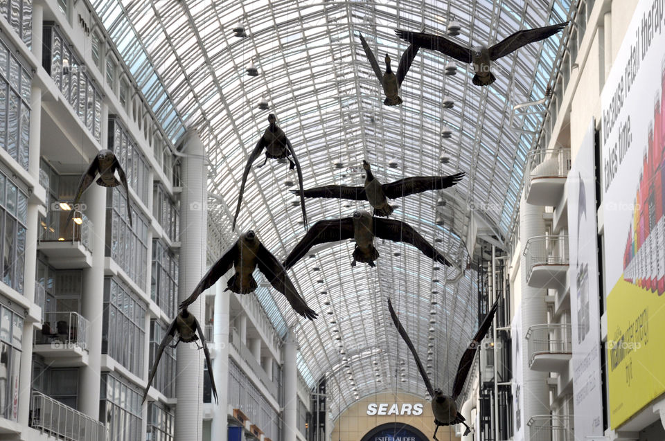 birds in the mall