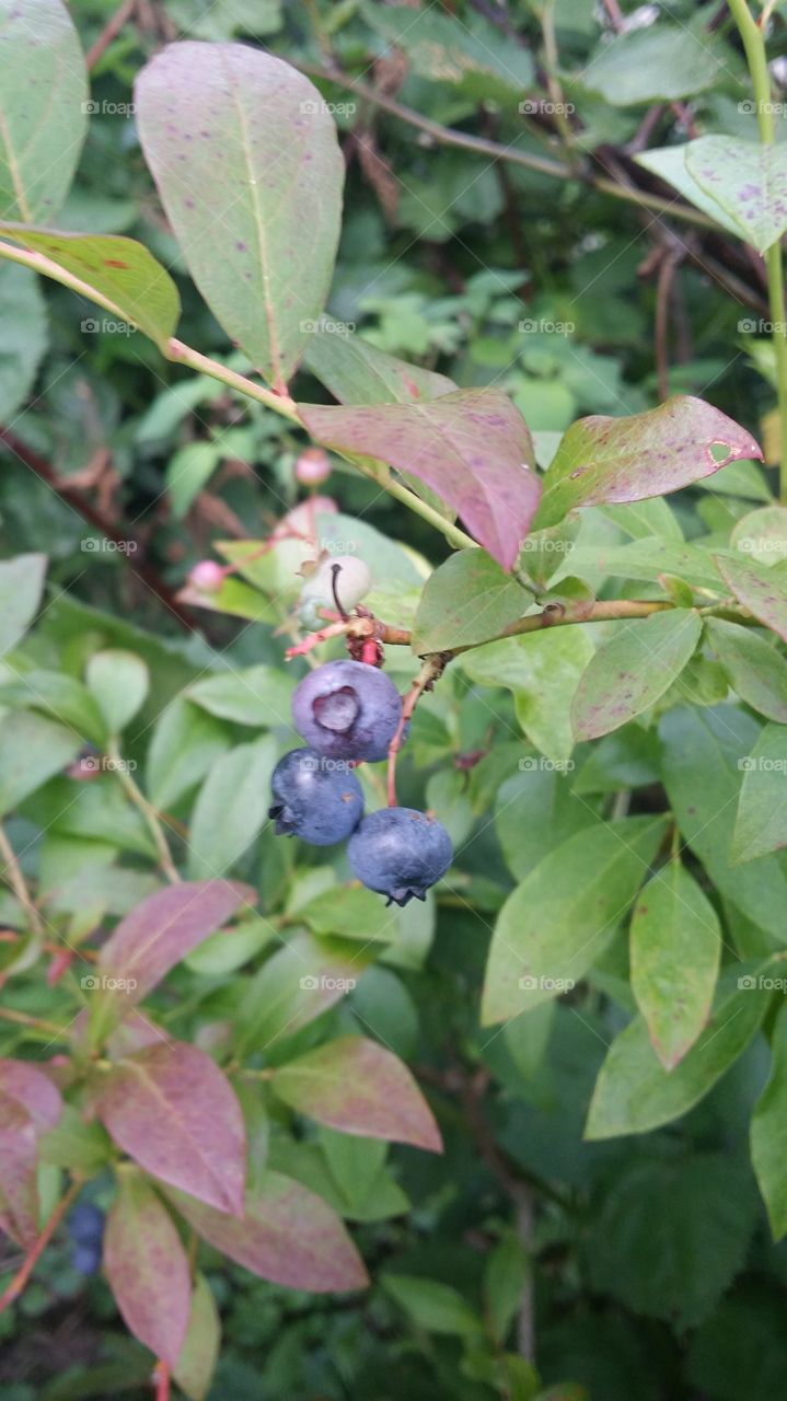 Blueberries
