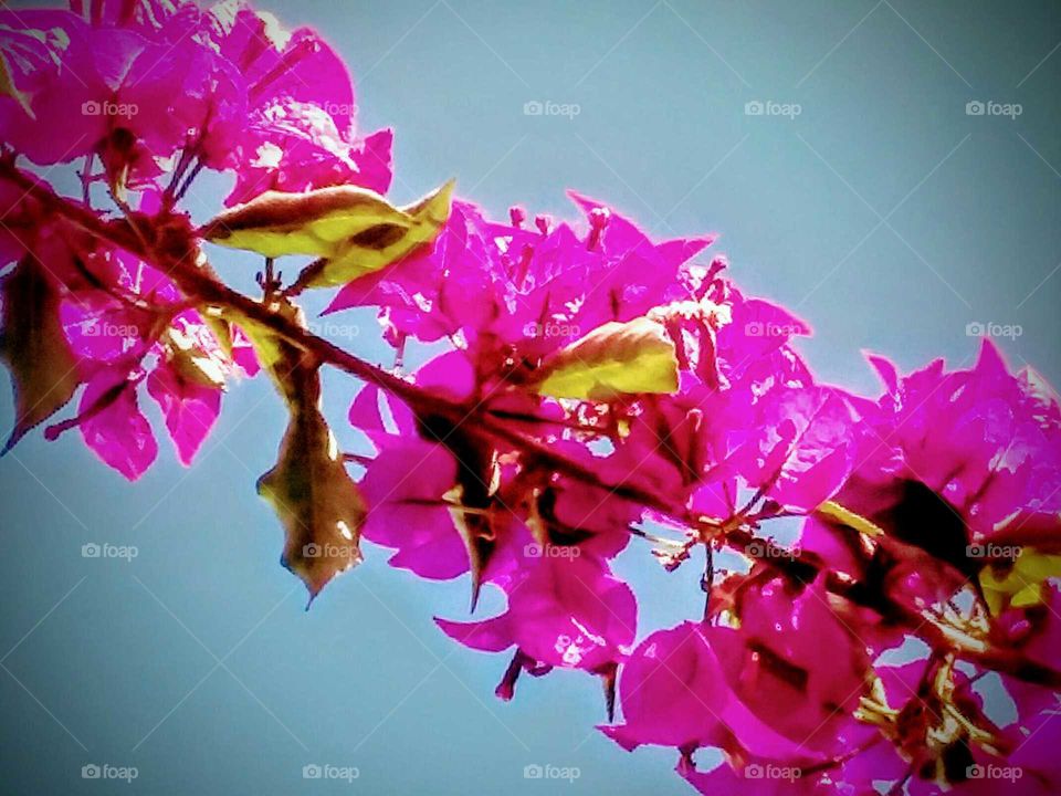 Pink Blossoms Against Blue Sky