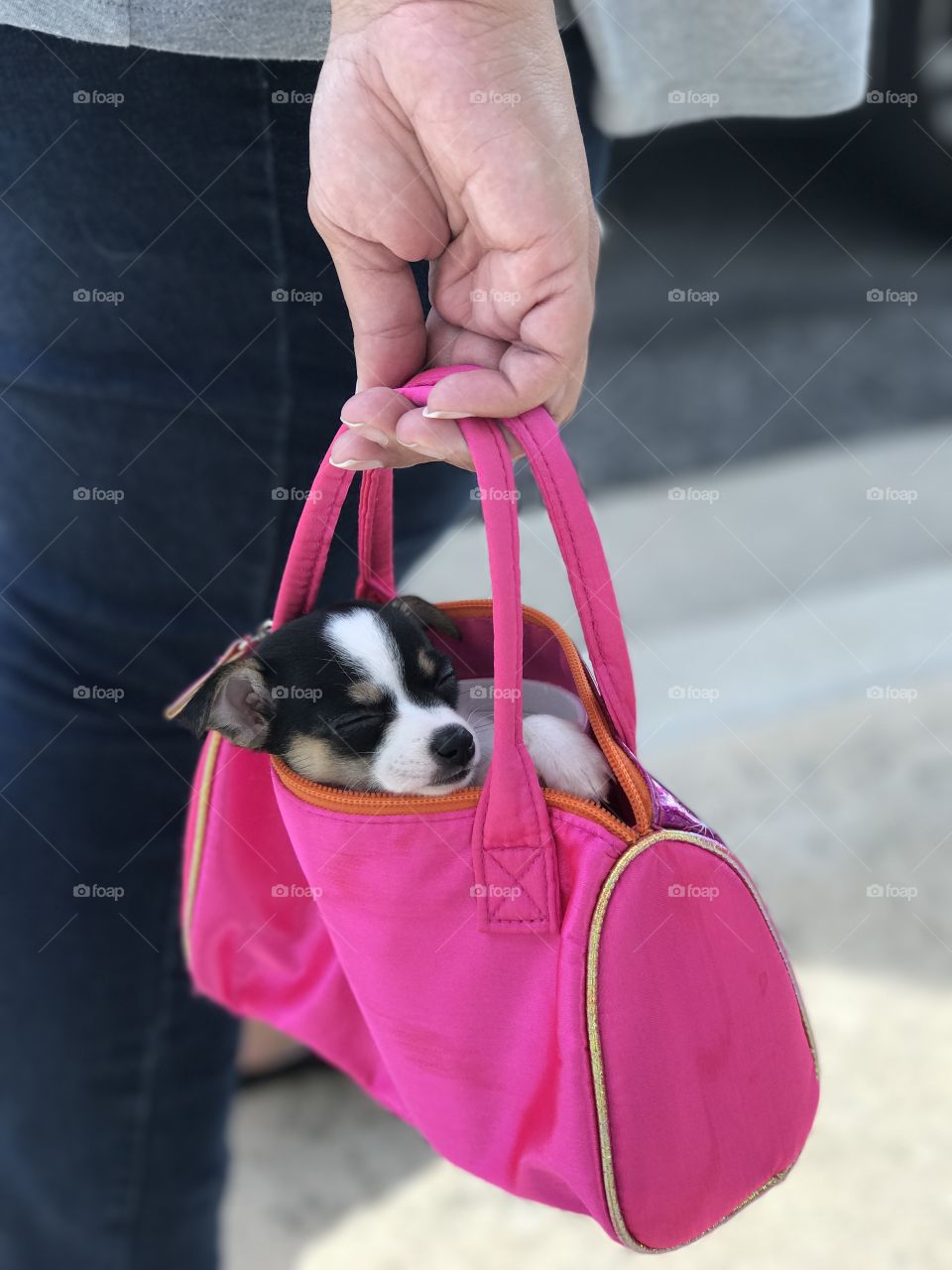 Puppy in a purse