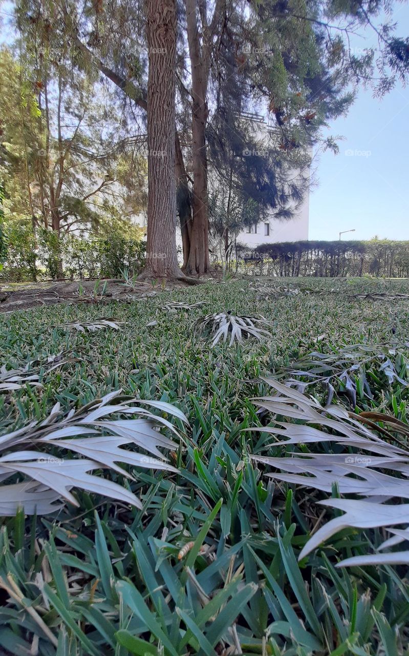 Path of leaves over the grass