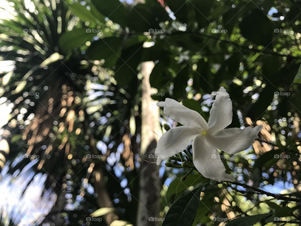 White flower, light and trees