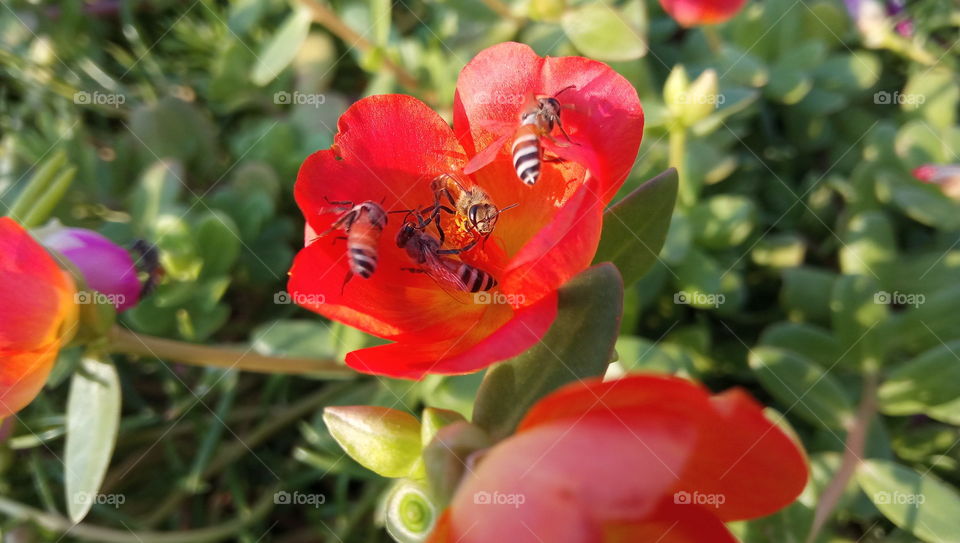 Honey bee on red flower