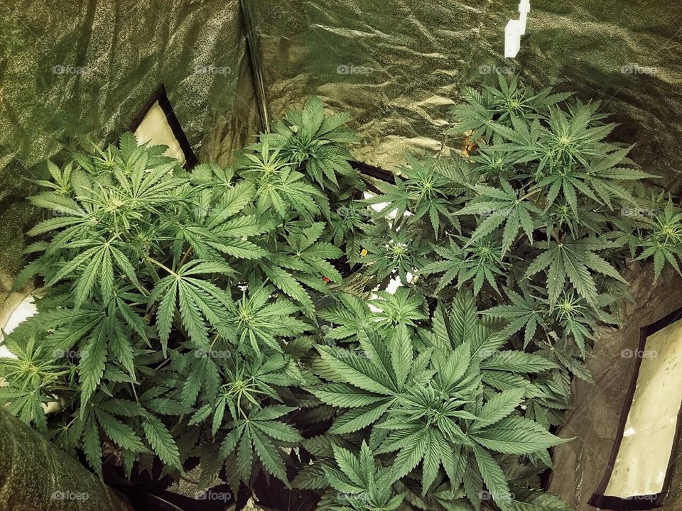 growing cannabis plants in growbox