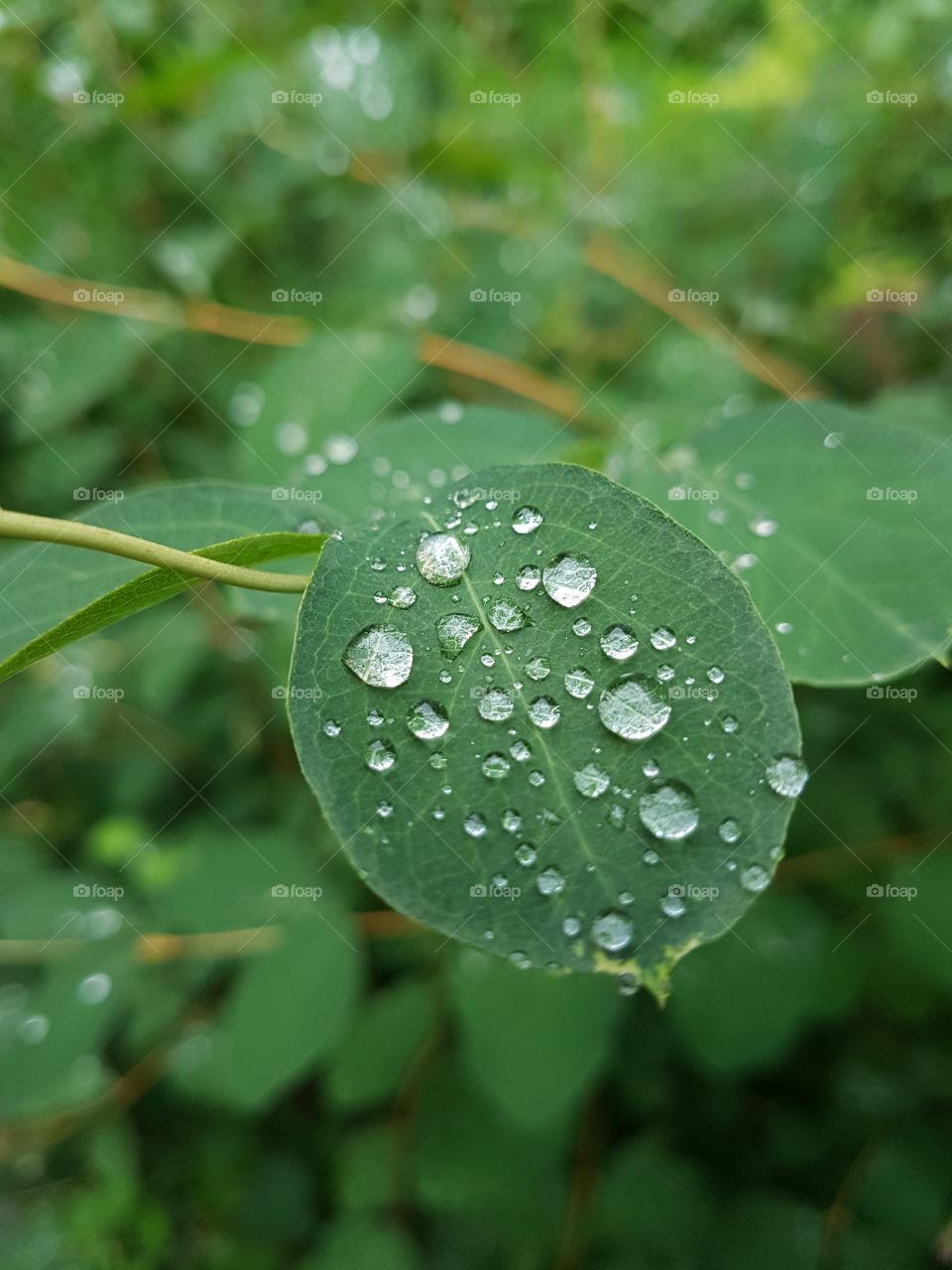 green leafs after rain