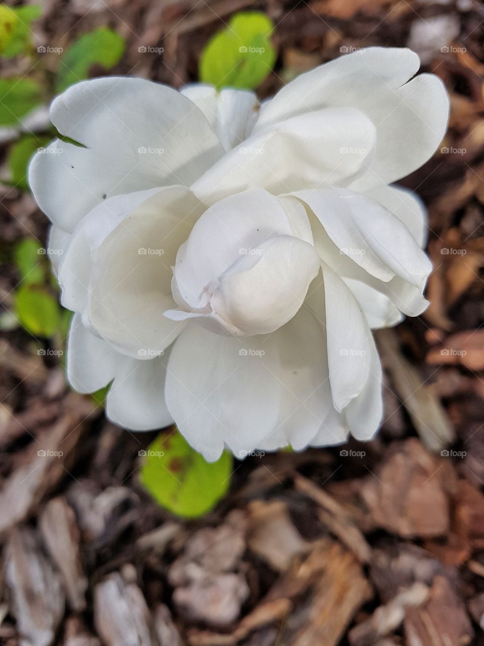 white rose