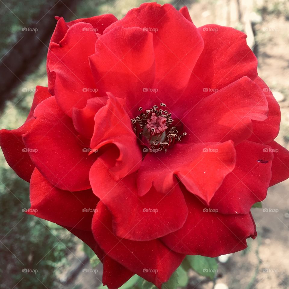 A beautiful red rose, with its flower bud blooming and allowing you to feel its fragrant petals. / Uma linda roseira vermelha, com seu botão de flor desabrochando e permitindo sentir suas pétalas perfumadas.