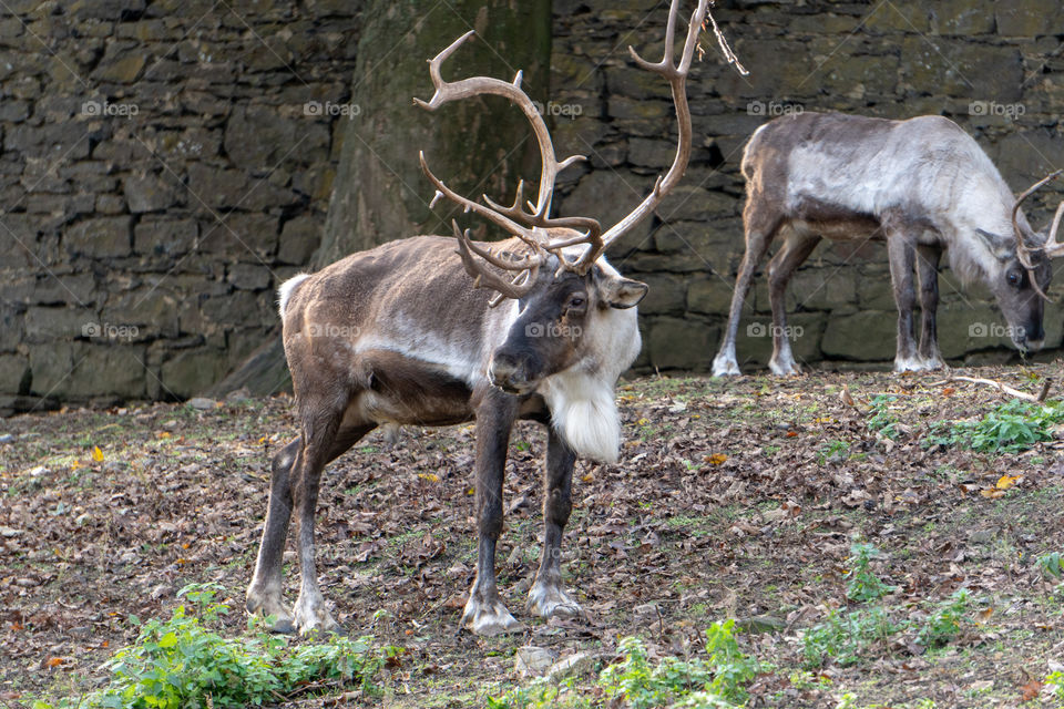 Two reindeer 2