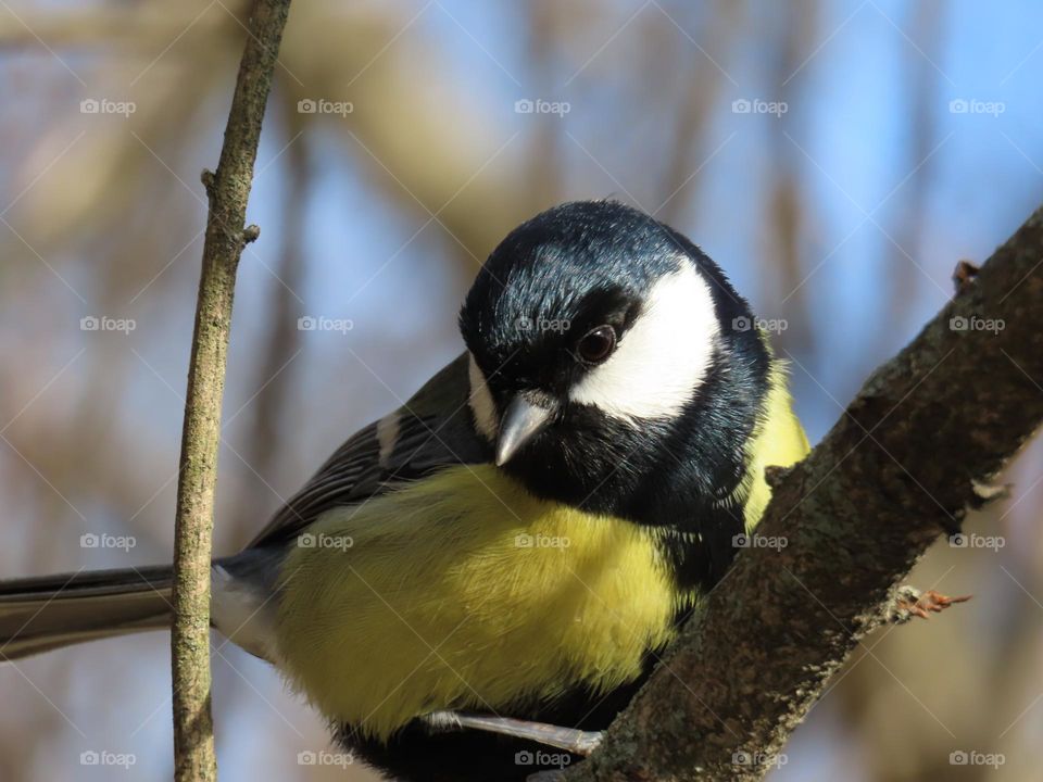 Great tit