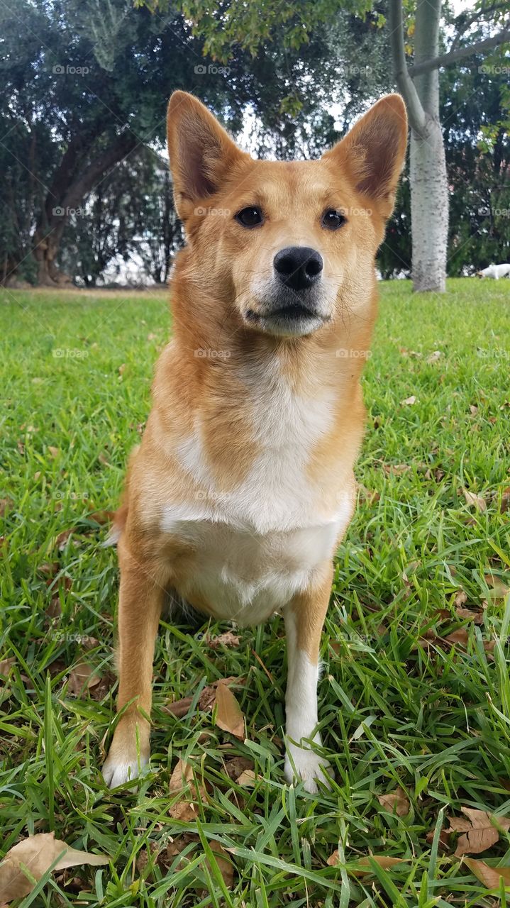 Bella Shiba Inu Sheltie mix