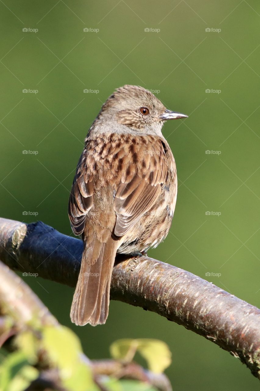 Dunnock