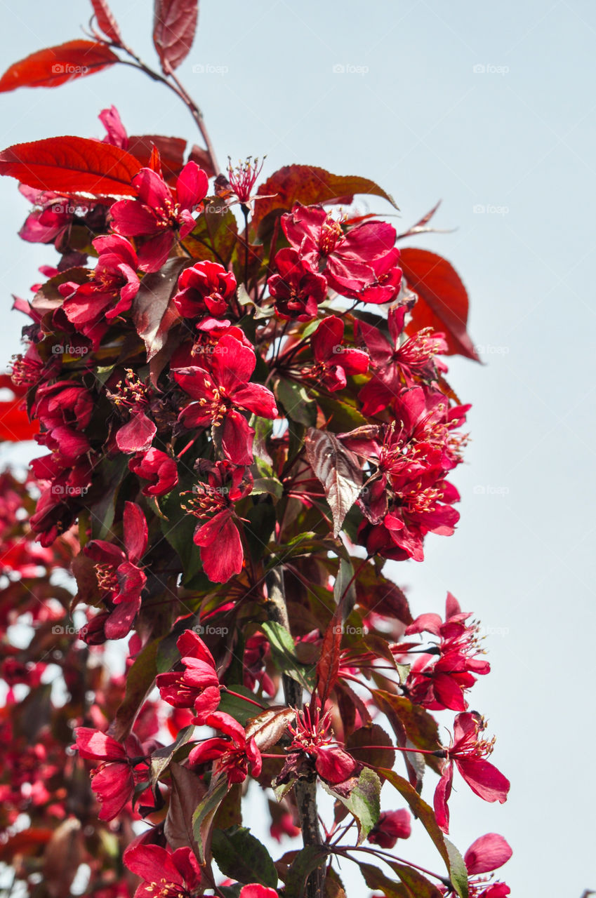 Red flowers and leaves on the tree