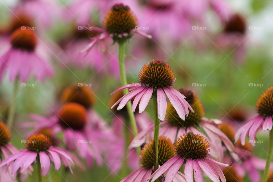 Purple coneflower field