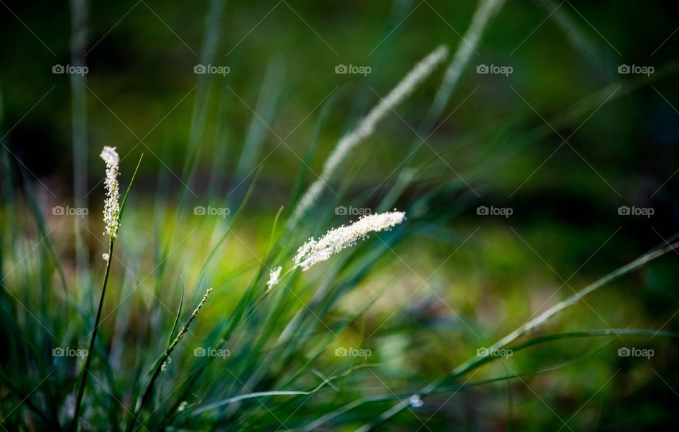 morning grass