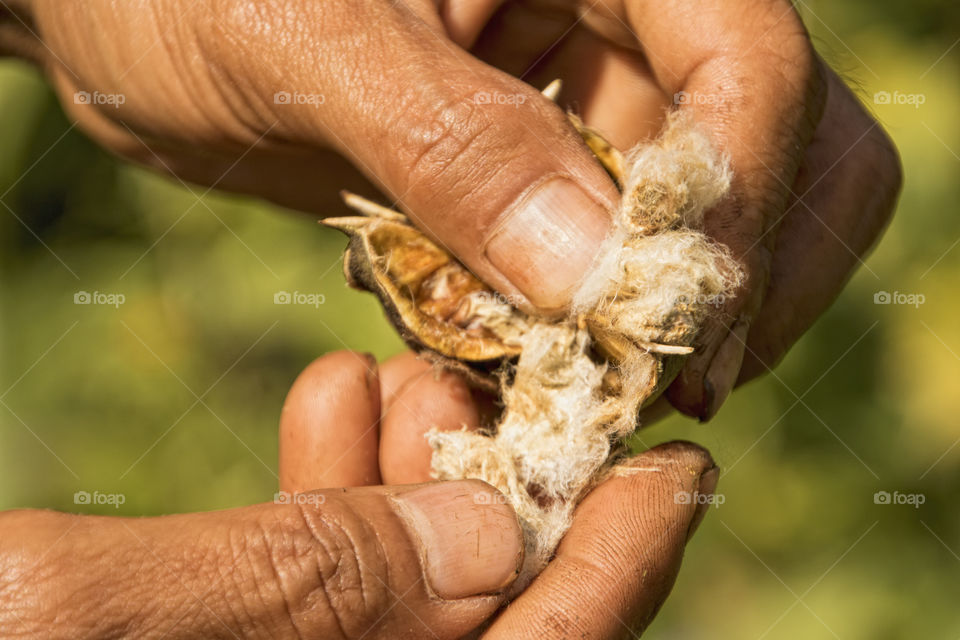 Farmer holding cotton in hand
