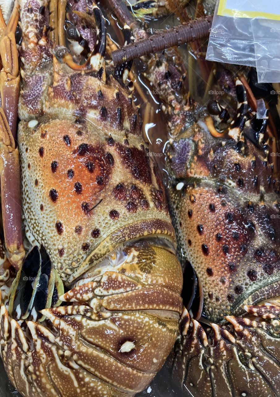 🇺🇸 Delicious!  Big lobster to make a tasty dish (here: Mercado do Peixe, in Santos - Brazil). / 🇧🇷 Que delícia! Lagosta bem graúda para fazer um prato saboroso (aqui: Mercado do Peixe, em Santos - Brasil).