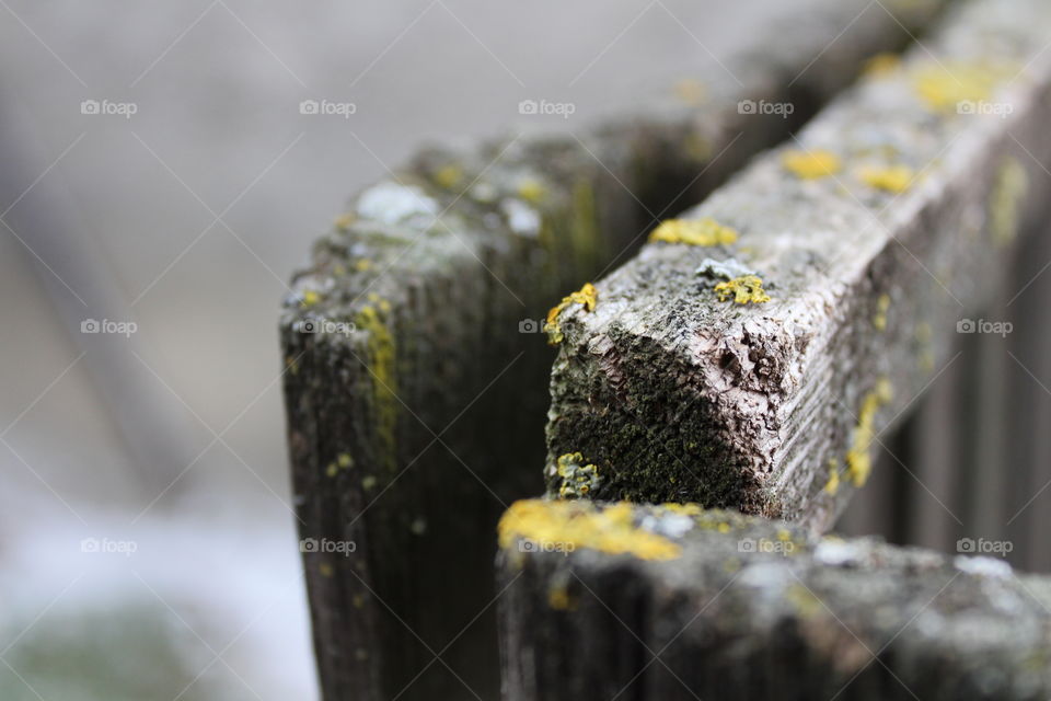 Macro of Moss and lichen on old rotten wood