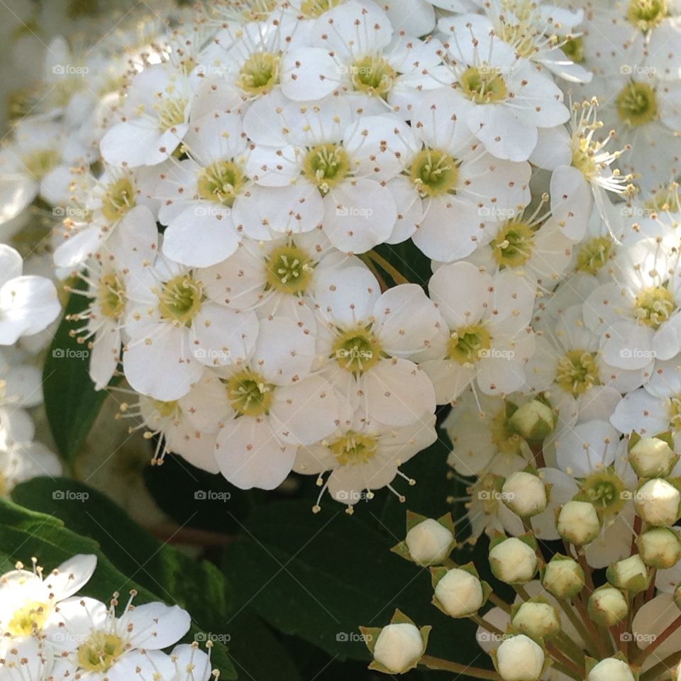 White blossoms 