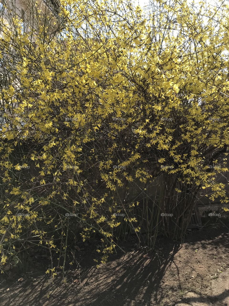 Yellow flower tree in my garden.