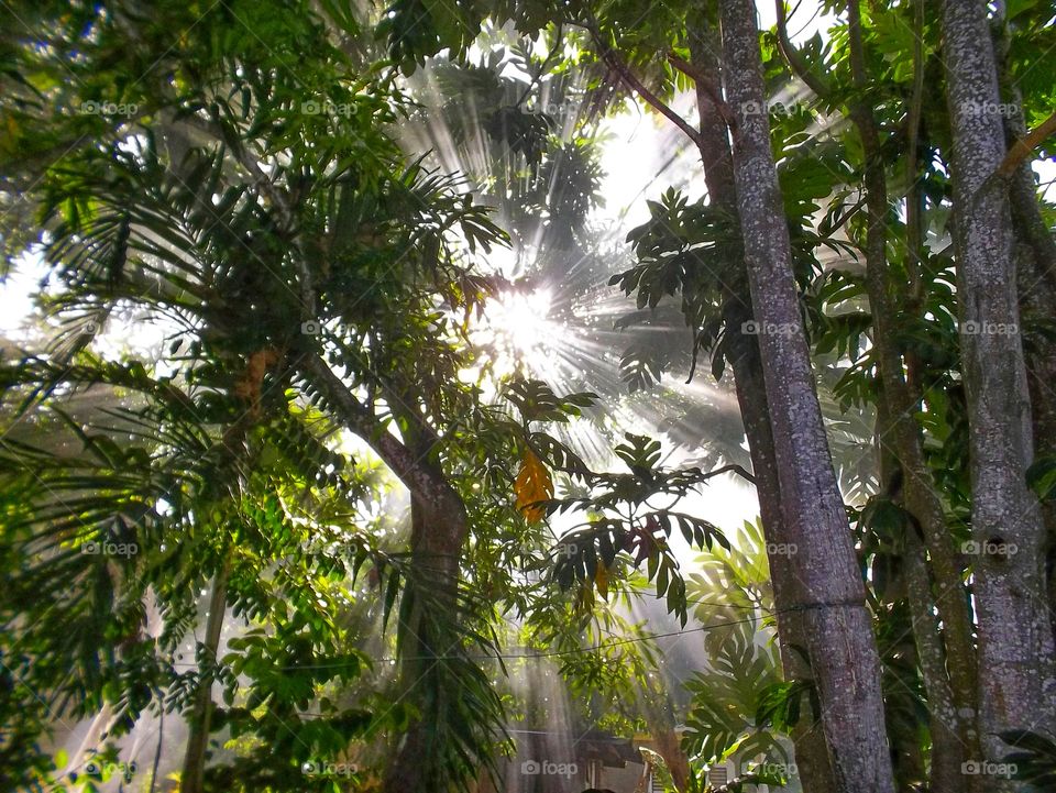 Sun light Shining through the Trees