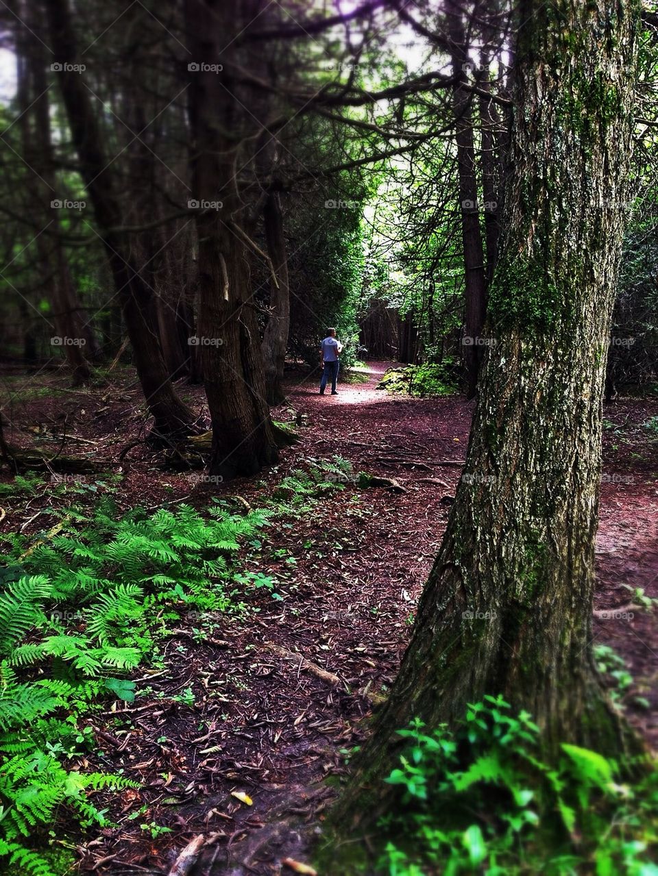 Path Through the Forest