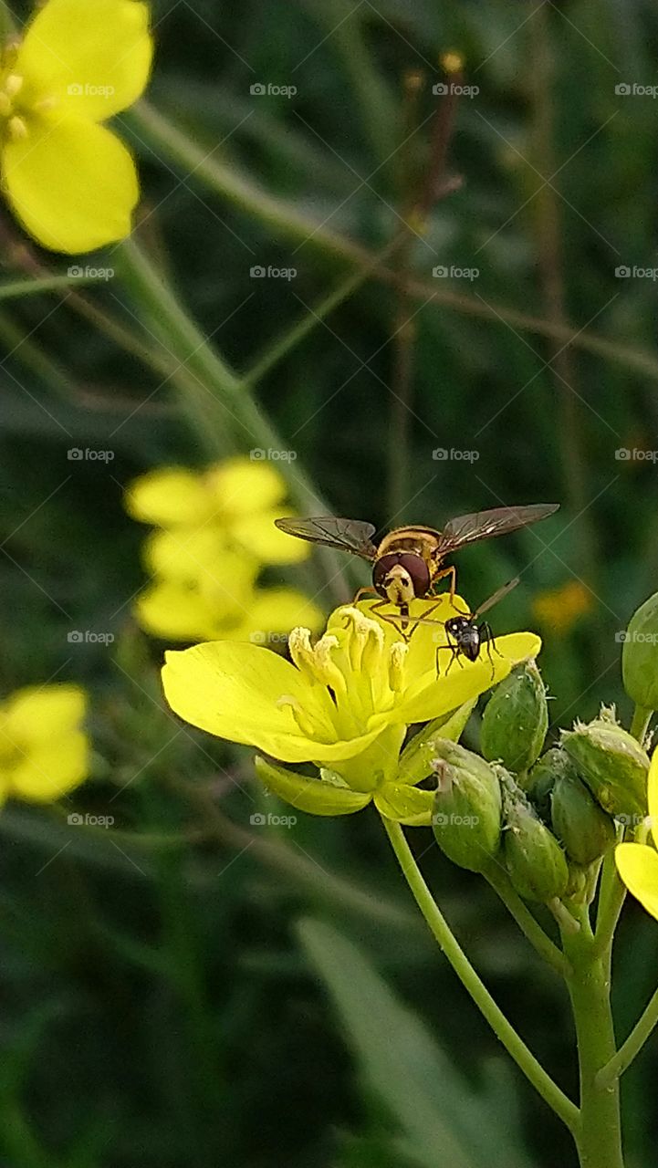 Spring  in nature