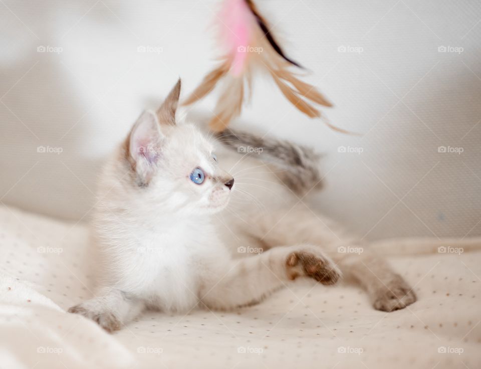 Little Tibet color-point kitten playing