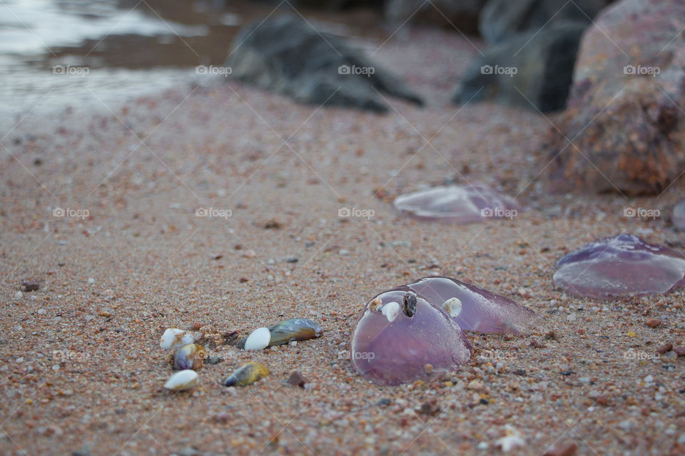 Sea shells gathered with dead jelly fish on Hurghada's shore, Egypt.