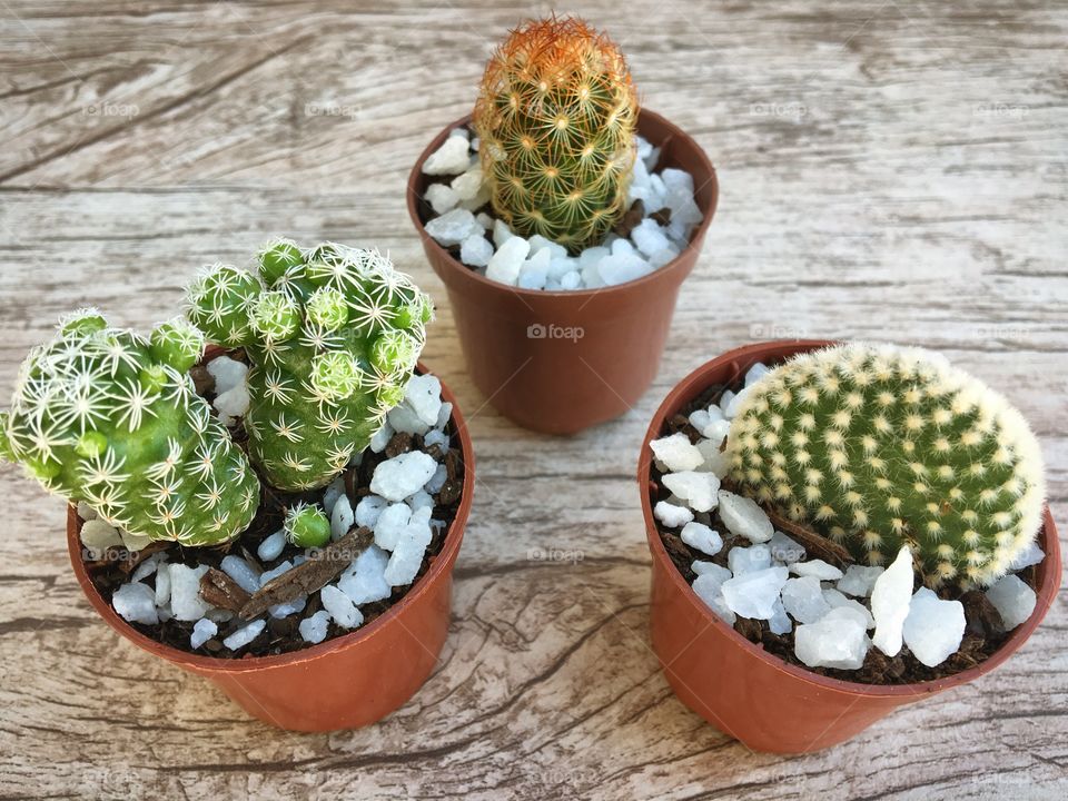 Mini Cactus