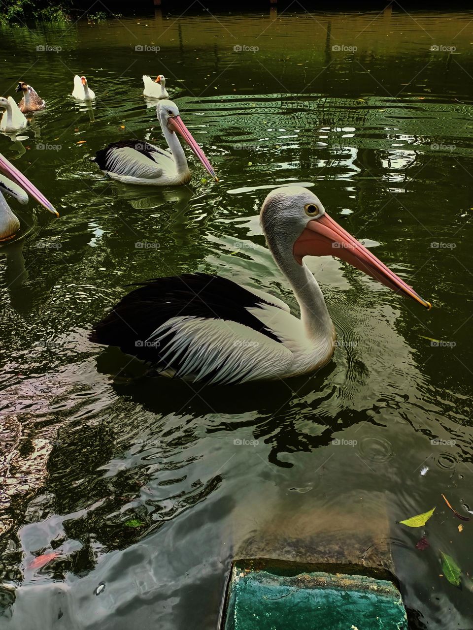 The great white pelican (Pelecanus onocrotalus) aka the eastern white pelican, rosy pelican or white pelican. A group of pelicans finding and waiting for food from visitors in the zoo.