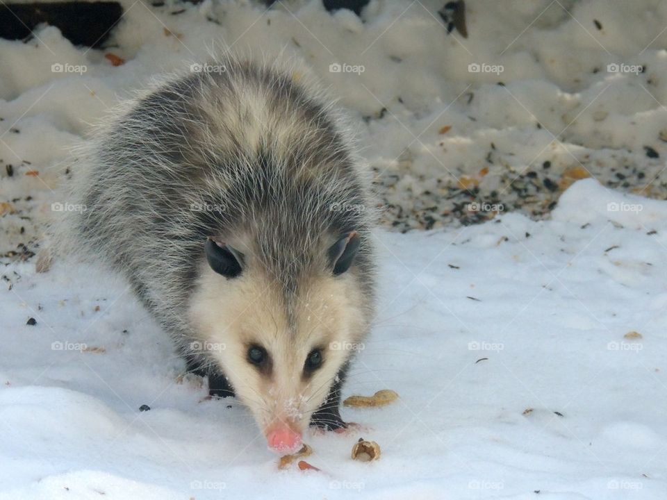 Opossum 