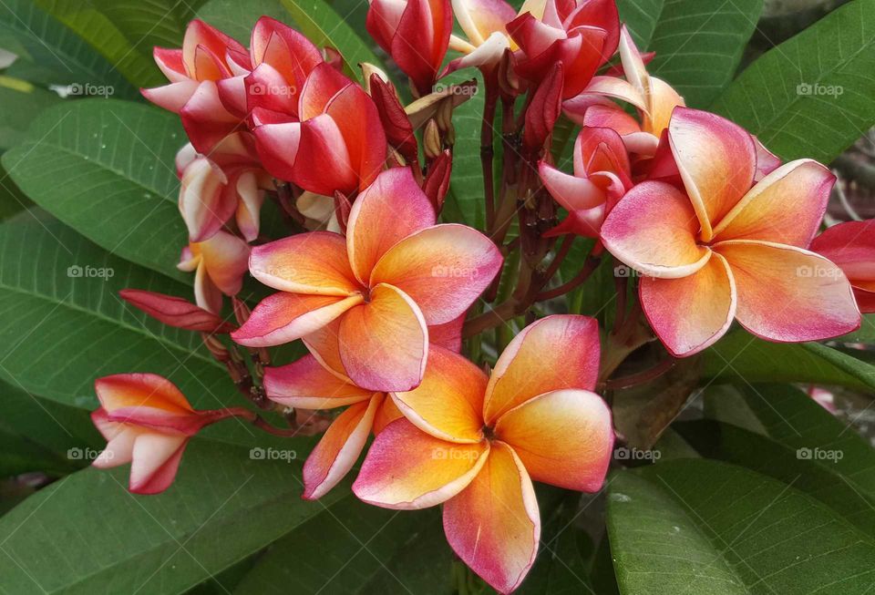 frangipani blooms