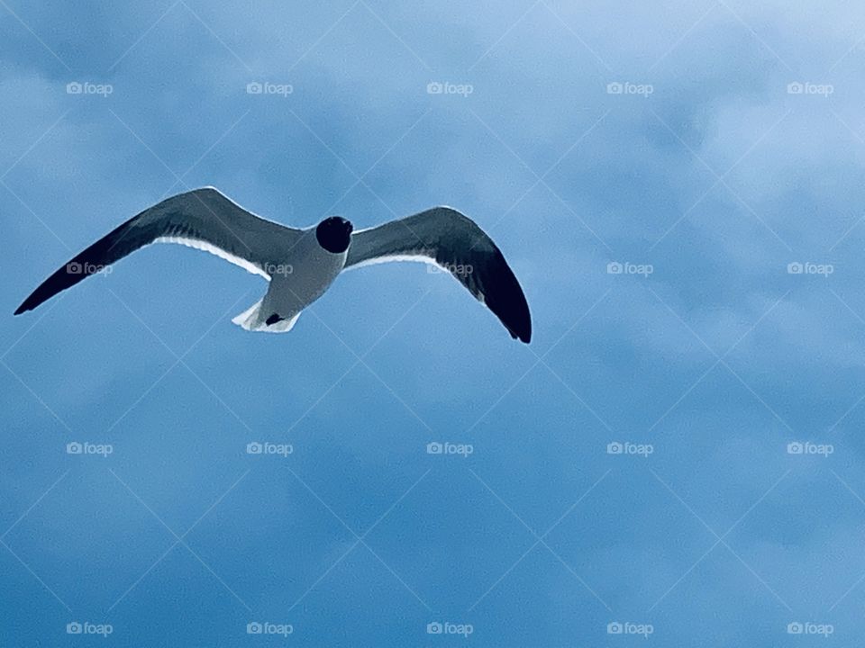 The Seagull flight to new horizons