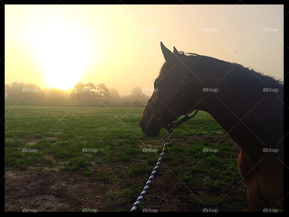 Morning Walk . 6:30 am barn call for Prince. The mornings don't get much better than this. 