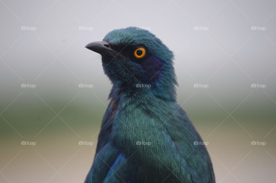 Blue glossy starling